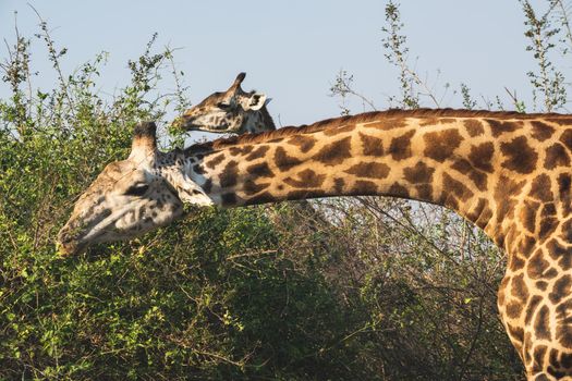 A close-up of a huge giraffe eating in the bush