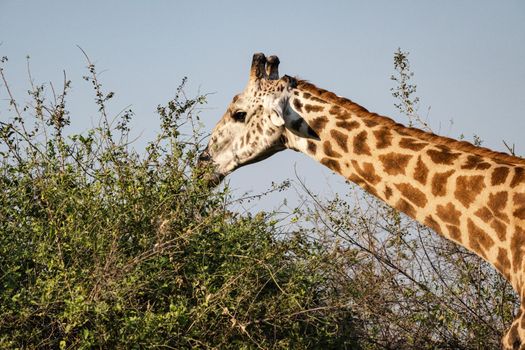 A close-up of a huge giraffe eating in the bush