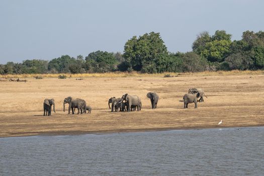 An amazing close up of a elephants family with cubs on the sandy banks of an African river