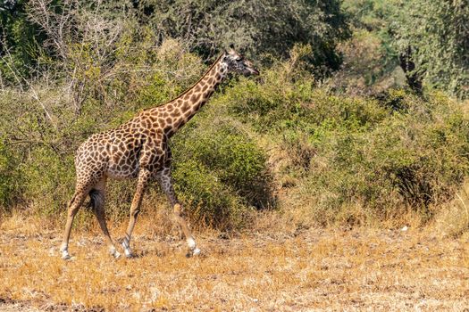 A close-up of a huge giraffe eating in the bush