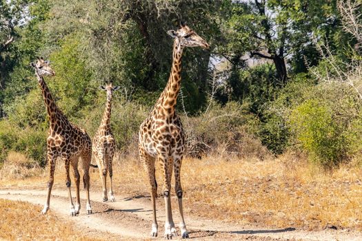 A close-up of a group of giraffes eating in the bush