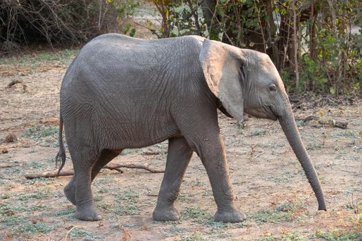 An amazing close up of an elephant cub on the sandy banks of an African river