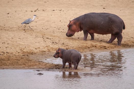 An amazing view of a hippo mother and its cub on the sandy banks of an African river