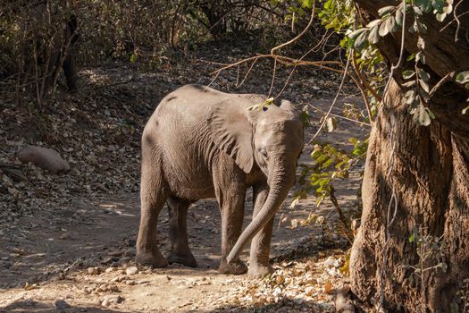 An amazing close up of an elephant cub on the sandy banks of an African river