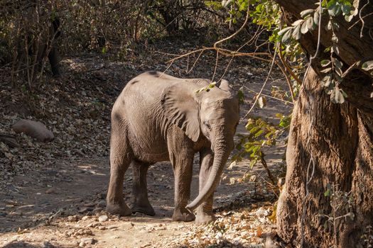 An amazing close up of an elephant cub on the sandy banks of an African river