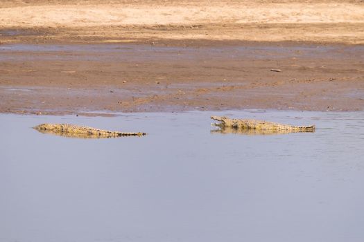 An mazing view of a group of crocodiles resting on the sandy banks of an African river