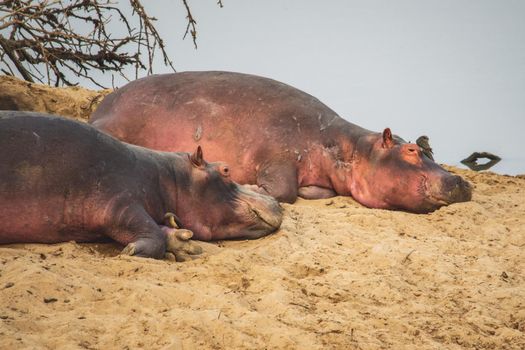 An amazing view of a group of hippos resting on the sandy banks of an African river