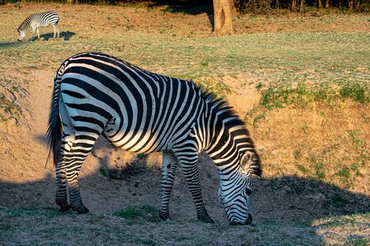 A close-up of a wonderful zebra eating in the savanna