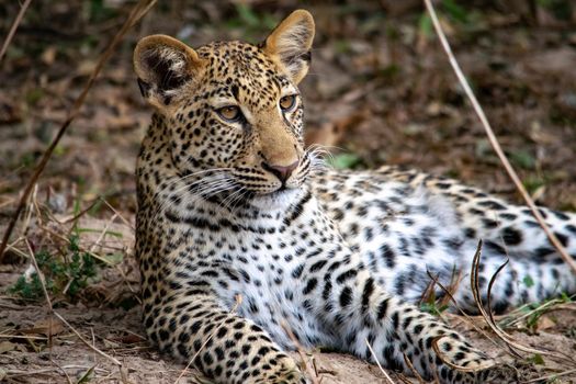 A close-up of a leopard cub resting in the bush after eating