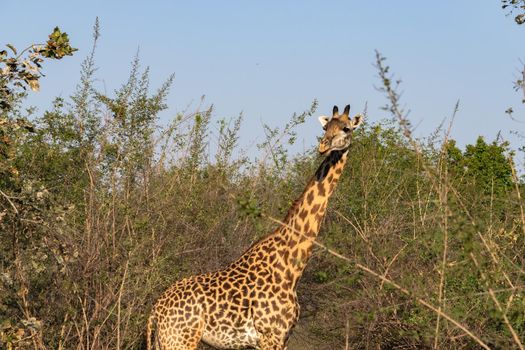 A close-up of a huge giraffe eating in the bush