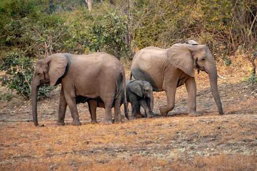 An amazing close up of a elephants family with cubs on the sandy banks of an African river