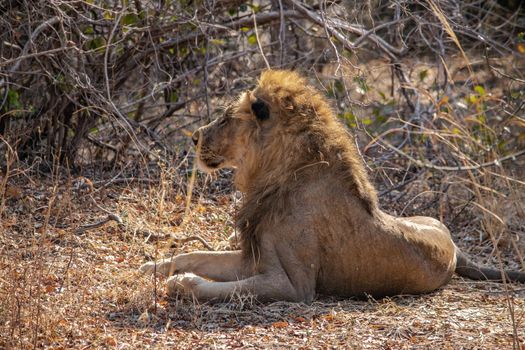 A close-up of a beautiful lion resting after hunting