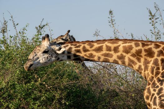 A close-up of a huge giraffe eating in the bush