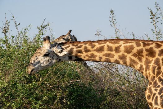 A close-up of a huge giraffe eating in the bush