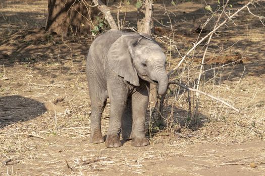 An amazing close up of an elephant cub on the sandy banks of an African river