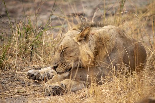 A close-up of a beautiful lion resting after hunting