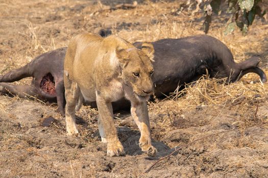A close-up of a beautiful lioness moving around a freshly killed buffalo