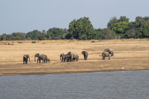 An amazing close up of a elephants family with cubs on the sandy banks of an African river