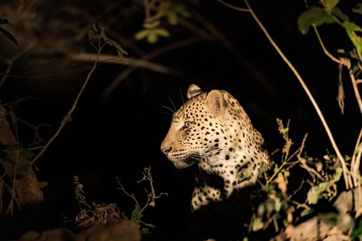 A close-up of a leopard resting in the bush during the night