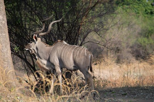 An amazing close up of huge male kudu moving on the sandy banks of an African river