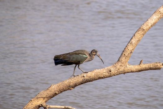 A close-up of a wonderful ibis hadada standing on a tree