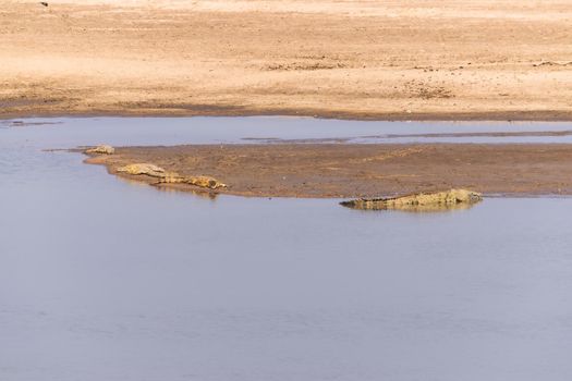 An mazing view of a group of crocodiles resting on the sandy banks of an African river