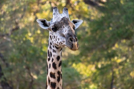 A close-up of the face of huge giraffe eating in the bush