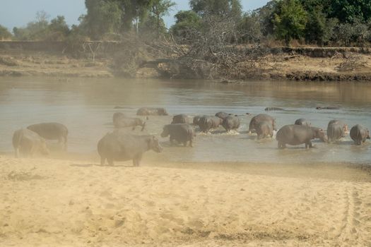 An amazing view of a huge group of hippos running into the waters of an African river