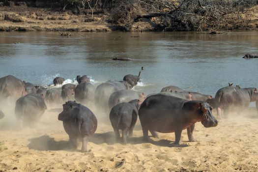 An amazing view of a huge group of hippos running into the waters of an African river