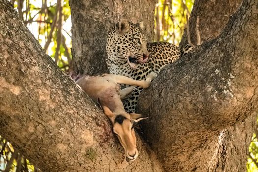 A close-up of a leopard eating an impala on a tree