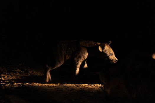 A wonderful closeup of spotted hyena cub in the savanna during the night