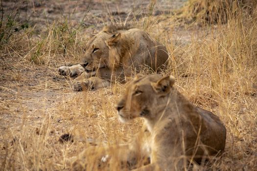 A close-up of beautiful lions, male and femal, resting after hunting