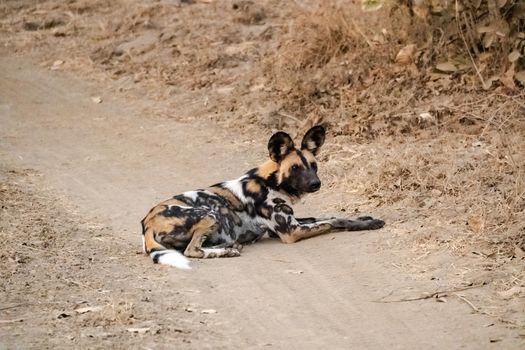 A close-up of a beautiful wild dog in the savannah