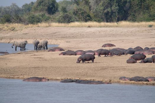 An amazing view of groups of hippos and elephants on the sandy banks of an African river