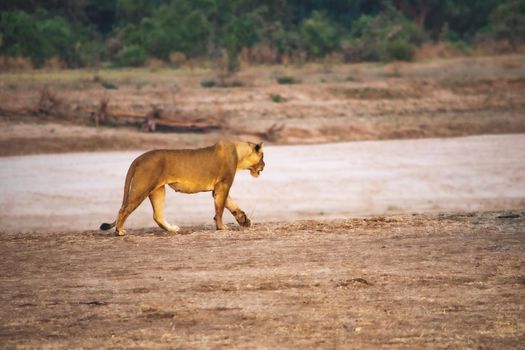 A close-up of a beautiful lioness moving along the river bank