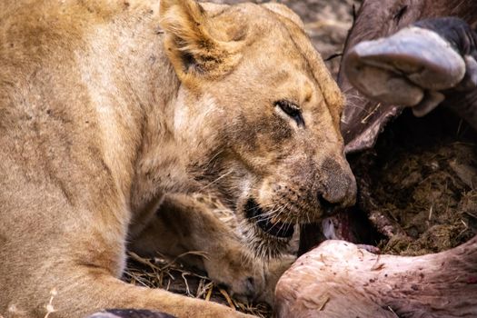 A close-up of a beautiful lioness feeding on a freshly killed buffalo.