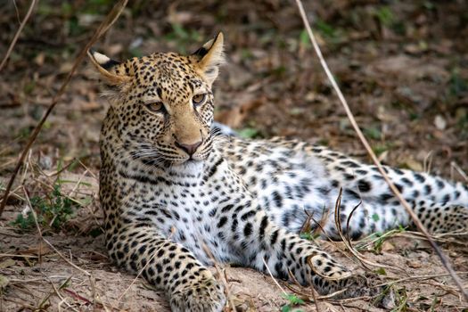 A close-up of a leopard cub resting in the bush after eating