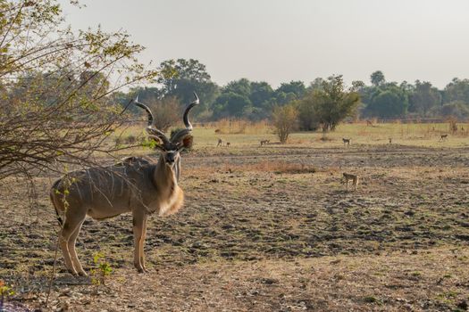 An amazing close up of huge male kudu moving on the sandy banks of an African river