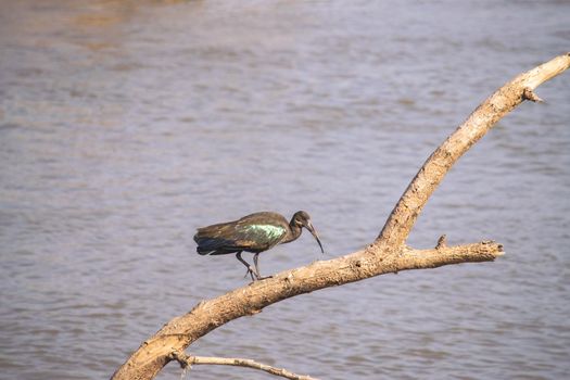 A close-up of a wonderful ibis hadada standing on a tree