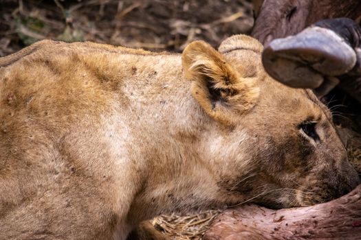 A close-up of a beautiful lioness feeding on a freshly killed buffalo.