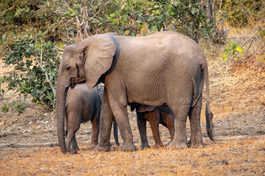 An amazing close up of a elephants family with cubs on the sandy banks of an African river