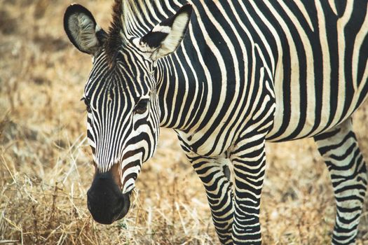 A close-up of a wonderful zebra eating in the savanna