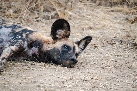 A close-up of a beautiful wild dog in the savannah