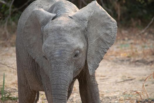 An amazing close up of an elephant cub on the sandy banks of an African river