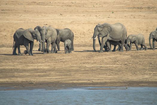 An amazing close up of a elephants family with cubs on the sandy banks of an African river