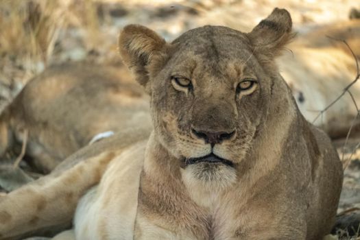 A close-up of a beautiful lioness resting after hunting