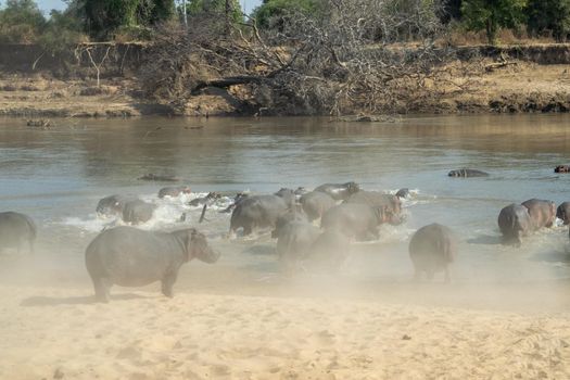 An amazing view of a huge group of hippos running into the waters of an African river