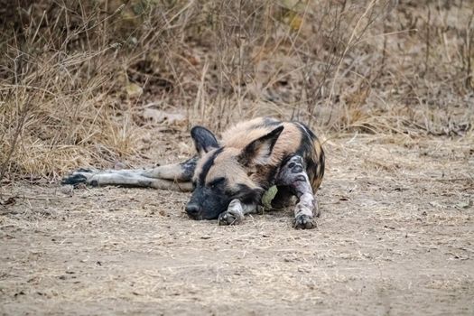 A close-up of a beautiful wild dog in the savannah