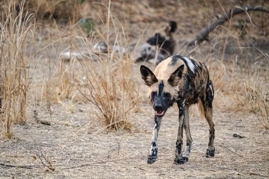 A close-up of a beautiful wild dog in the savannah