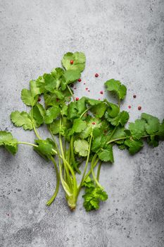 Bunch of freshly harvested green cilantro on gray rustic concrete background. Cilantro as greenery for cooking and seasoning food, rich in flavour and vitamins, good for health.